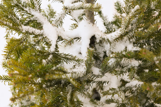 Potted spruce ready for planting