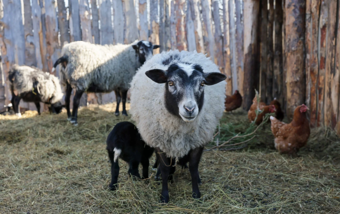 Фото Дениса Моргунова